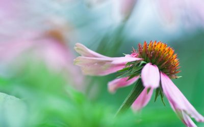 Arthritic and Rheumatic pain.