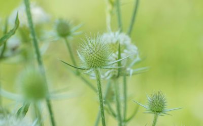 Help for Performance Anxiety or Stage Fright with Homeopathy.