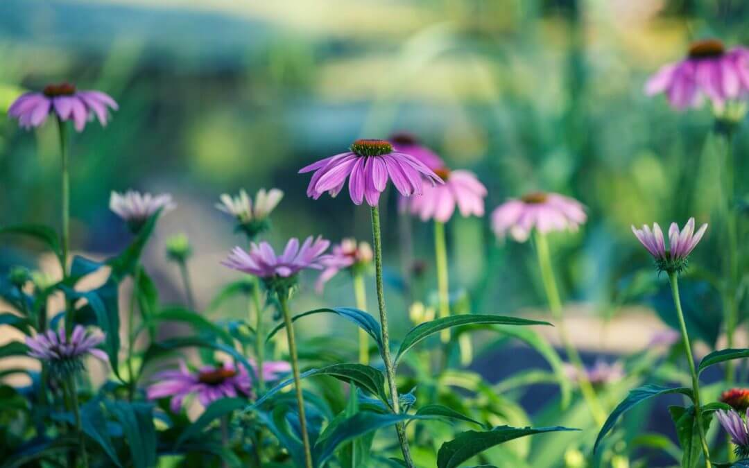 A Way to Moderate the Amount of your Prescription Meds Intake.